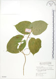 中文名:華他卡藤(S063806)學名:Dregea volubilis (L. f.) Benth(S063806)中文別名:臺灣華他卡藤