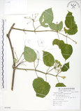 中文名:華他卡藤(S085496)學名:Dregea volubilis (L. f.) Benth(S085496)中文別名:臺灣華他卡藤