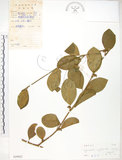 中文名:武靴藤(S029022)學名:Gymnema sylvestre (Retz.) Schultes.(S029022)中文別名:羊角藤