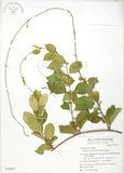 中文名:武靴藤(S039861)學名:Gymnema sylvestre (Retz.) Schultes.(S039861)中文別名:羊角藤