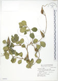 中文名:武靴藤(S048420)學名:Gymnema sylvestre (Retz.) Schultes.(S048420)中文別名:羊角藤