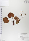 中文名:蘭嶼秋海棠(S010551)學名:Begonia fenicis Merr.(S010551)