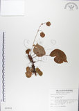 中文名:蘭嶼秋海棠(S010552)學名:Begonia fenicis Merr.(S010552)