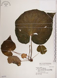 中文名:蘭嶼秋海棠(S042783)學名:Begonia fenicis Merr.(S042783)