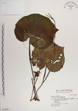 中文名:蘭嶼秋海棠(S042949)學名:Begonia fenicis Merr.(S042949)
