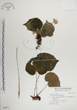 中文名:蘭嶼秋海棠(S046771)學名:Begonia fenicis Merr.(S046771)