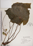 中文名:蘭嶼秋海棠(S048312)學名:Begonia fenicis Merr.(S048312)