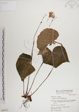 中文名:蘭嶼秋海棠(S050152)學名:Begonia fenicis Merr.(S050152)