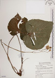 中文名:蘭嶼秋海棠(S063001)學名:Begonia fenicis Merr.(S063001)