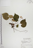 中文名:蘭嶼秋海棠(S067780)學名:Begonia fenicis Merr.(S067780)