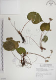 中文名:蘭嶼秋海棠(S072584)學名:Begonia fenicis Merr.(S072584)