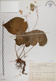 中文名:蘭嶼秋海棠(S075460)學名:Begonia fenicis Merr.(S075460)