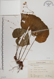 中文名:蘭嶼秋海棠(S076350)學名:Begonia fenicis Merr.(S076350)