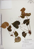 中文名:蘭嶼秋海棠(S085409)學名:Begonia fenicis Merr.(S085409)