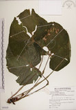 中文名:蘭嶼秋海棠(S085620)學名:Begonia fenicis Merr.(S085620)