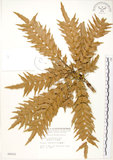 中文名:阿里山十大功勞(S006652)學名:Mahonia oiwakensis Hayata(S006652)英文名:Alishan mahonia, Yushan mahonia Two-color leaf mahonia