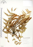 中文名:阿里山十大功勞(S009140)學名:Mahonia oiwakensis Hayata(S009140)英文名:Alishan mahonia, Yushan mahonia Two-color leaf mahonia