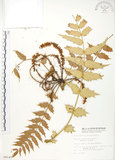 中文名:阿里山十大功勞(S009141)學名:Mahonia oiwakensis Hayata(S009141)英文名:Alishan mahonia, Yushan mahonia Two-color leaf mahonia