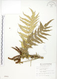 中文名:阿里山十大功勞(S009902)學名:Mahonia oiwakensis Hayata(S009902)英文名:Alishan mahonia, Yushan mahonia Two-color leaf mahonia