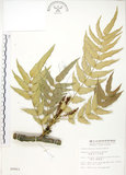 中文名:阿里山十大功勞(S009903)學名:Mahonia oiwakensis Hayata(S009903)英文名:Alishan mahonia, Yushan mahonia Two-color leaf mahonia