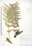 中文名:阿里山十大功勞(S013565)學名:Mahonia oiwakensis Hayata(S013565)英文名:Alishan mahonia, Yushan mahonia Two-color leaf mahonia