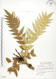 中文名:阿里山十大功勞(S054062)學名:Mahonia oiwakensis Hayata(S054062)英文名:Alishan mahonia, Yushan mahonia Two-color leaf mahonia