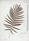 中文名:烏毛蕨(P001274)學名:Blechnum orientale L.(P001274)英文名:Oriental blechnum