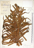 中文名:烏毛蕨(P004154)學名:Blechnum orientale L.(P004154)英文名:Oriental blechnum