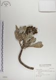 中文名:白水木(S028361)學名:Messerschmidia argentea (L.) Johnston(S028361)英文名:Silvery messerschmidia