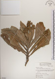 中文名:白水木(S050067)學名:Messerschmidia argentea (L.) Johnston(S050067)英文名:Silvery messerschmidia