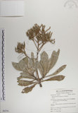 中文名:白水木(S062781)學名:Messerschmidia argentea (L.) Johnston(S062781)英文名:Silvery messerschmidia
