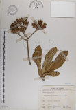 中文名:白水木(S075276)學名:Messerschmidia argentea (L.) Johnston(S075276)英文名:Silvery messerschmidia