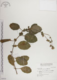 中文名:蘭嶼木耳菜(S048348)學名:Gynura elliptica Yabe & Hayata(S048348)