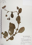 中文名:蘭嶼木耳菜(S049830)學名:Gynura elliptica Yabe & Hayata(S049830)