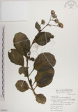 中文名:蘭嶼木耳菜(S050912)學名:Gynura elliptica Yabe & Hayata(S050912)