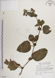 中文名:蘭嶼木耳菜(S063267)學名:Gynura elliptica Yabe & Hayata(S063267)