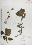 中文名:蘭嶼木耳菜(S065167)學名:Gynura elliptica Yabe & Hayata(S065167)