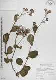 中文名:蘭嶼木耳菜(S067765)學名:Gynura elliptica Yabe & Hayata(S067765)