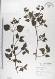 中文名:雙花蟛蜞菊(S001111)學名:Wedelia biflora (L.) DC.(S001111)
