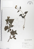 中文名:雙花蟛蜞菊(S001112)學名:Wedelia biflora (L.) DC.(S001112)