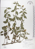 中文名:雙花蟛蜞菊(S003544)學名:Wedelia biflora (L.) DC.(S003544)