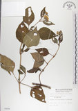 中文名:雙花蟛蜞菊(S006694)學名:Wedelia biflora (L.) DC.(S006694)