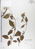 中文名:雙花蟛蜞菊(S006695)學名:Wedelia biflora (L.) DC.(S006695)
