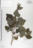 中文名:雙花蟛蜞菊(S006696)學名:Wedelia biflora (L.) DC.(S006696)