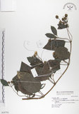 中文名:雙花蟛蜞菊(S016701)學名:Wedelia biflora (L.) DC.(S016701)