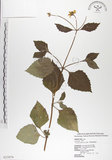 中文名:雙花蟛蜞菊(S025876)學名:Wedelia biflora (L.) DC.(S025876)