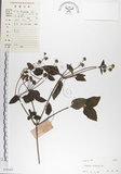 中文名:雙花蟛蜞菊(S030167)學名:Wedelia biflora (L.) DC.(S030167)
