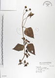 中文名:雙花蟛蜞菊(S034565)學名:Wedelia biflora (L.) DC.(S034565)