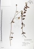 中文名:雙花蟛蜞菊(S034577)學名:Wedelia biflora (L.) DC.(S034577)