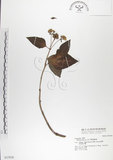 中文名:雙花蟛蜞菊(S037038)學名:Wedelia biflora (L.) DC.(S037038)